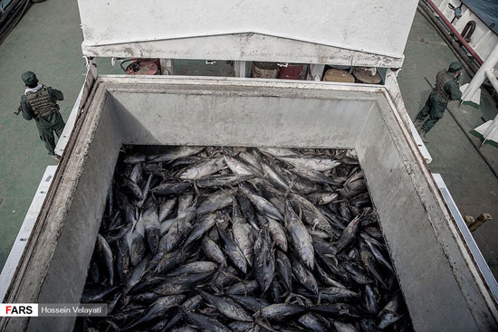 توقیف کشتی با ۷۰۰ تُن ماهی قاچاق