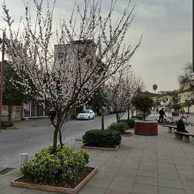 شکوفه دادن درختان در شهر رشت