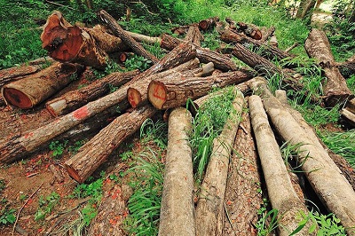 ماجرای قطع درختان جنگلی در شمال چیست؟