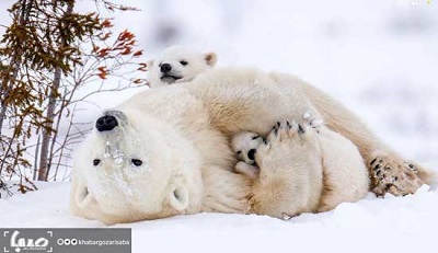پخش مستند «خانواده خرس قطبی و من» از شبکه چهار