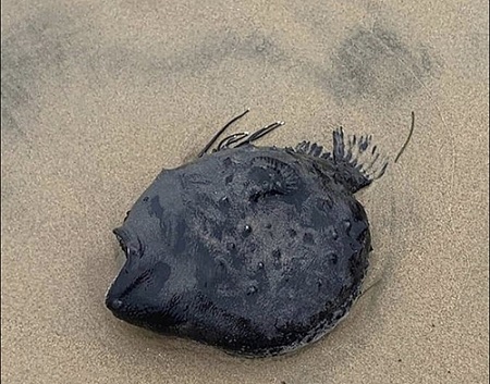 یک ماهی عجیب در ساحل کالیفرنیا